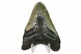 Bargain, Fossil Megalodon Tooth - North Carolina #152993-2